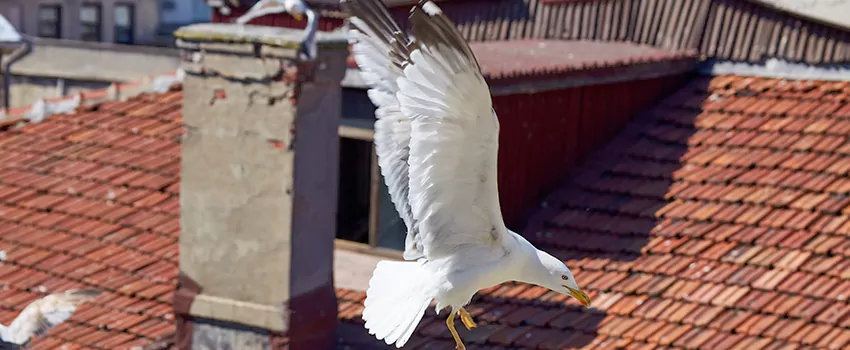 Residential Chimney Animal Removal Solution in West Bend, WI